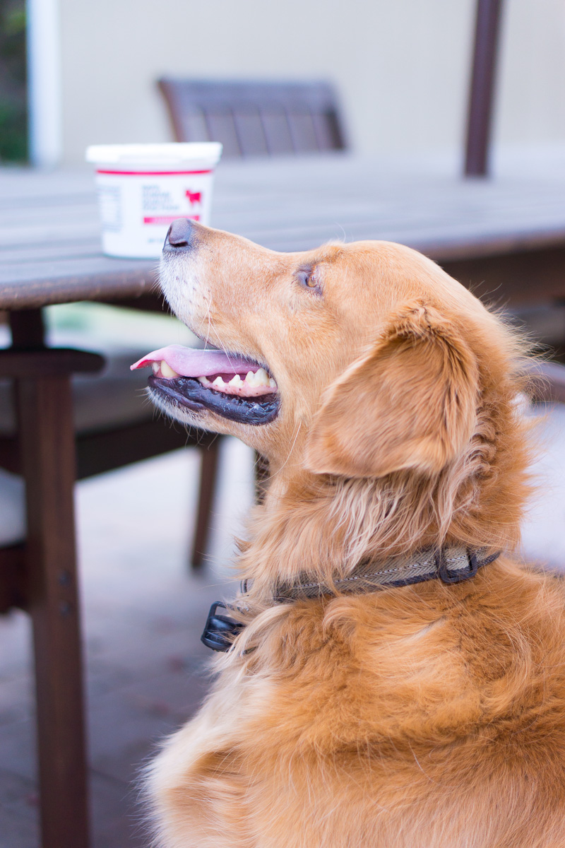Best dog food 2025 for golden retriever 2018